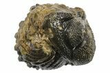 Wide Enrolled Morocops Trilobite - Morocco #296601-2